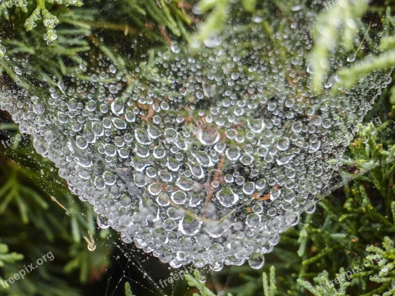 Spider Web Heavy Rain Loaded Spider Net Nature