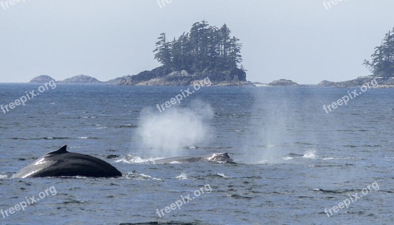 Humpback Whale Blowing Spraying Diving Natural Spectacle