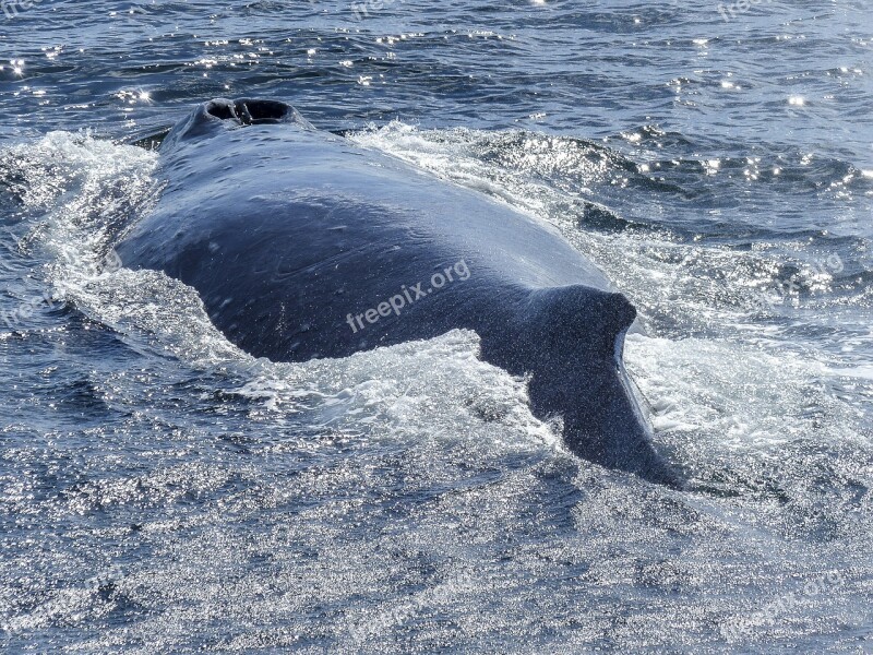 Humpback Whale Back Diving Natural Spectacle Nature