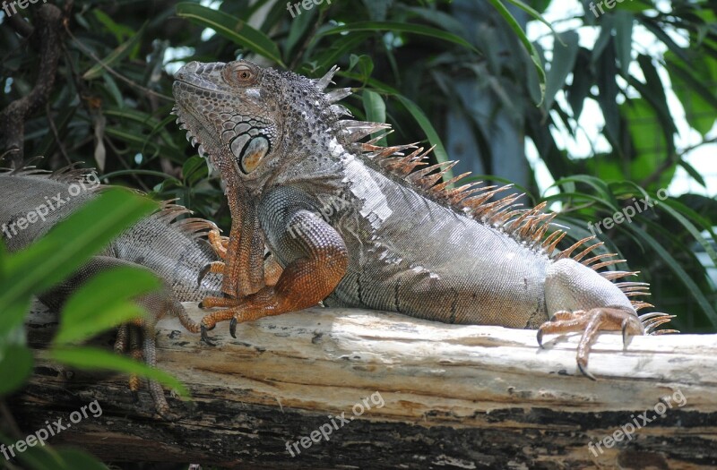 Iguana Terrarium Lizard Reptile Zoo