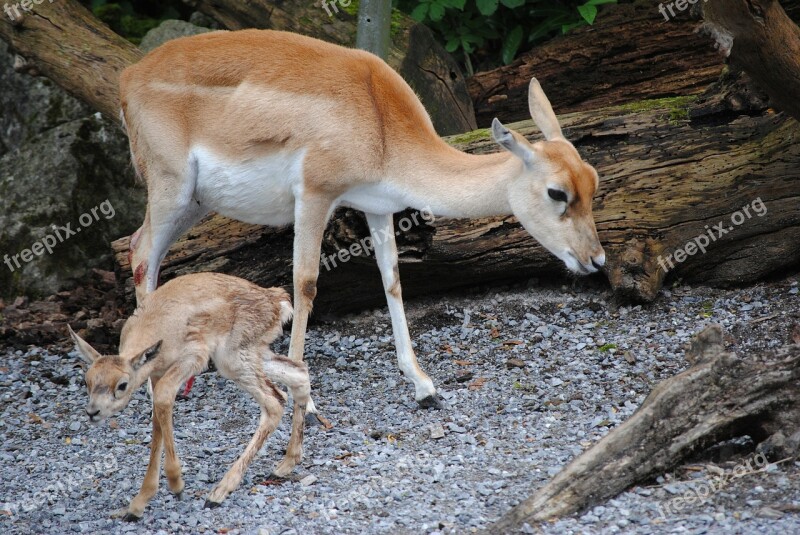 Blackbuck Dam Young Animal Zoo Zurich