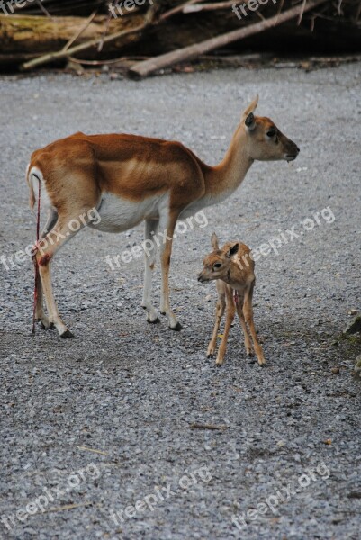 Blackbuck Dam Young Animal Birth Umbilical Cord