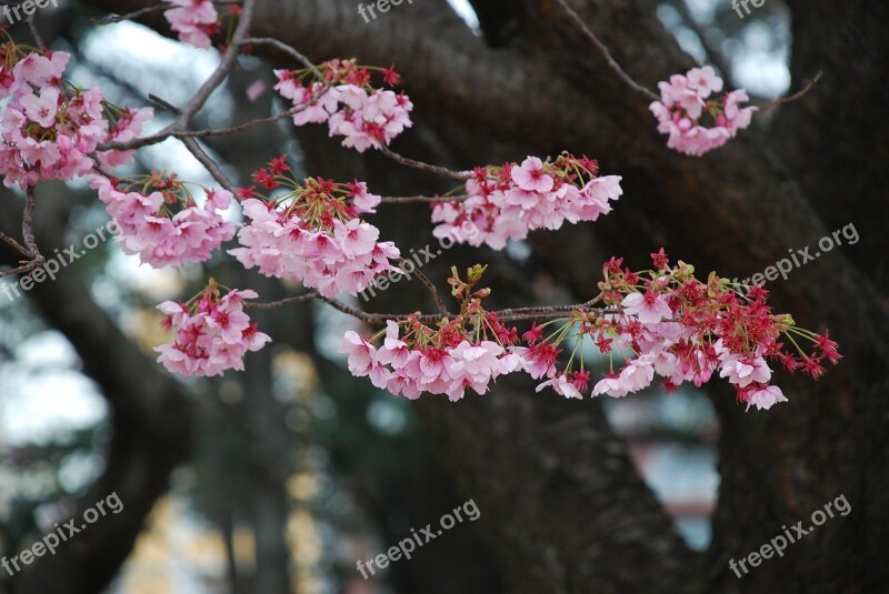 Sakura Japan Blossom Tree Flower