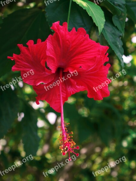 Hibiscus Flower Red Marshmallow Mallow