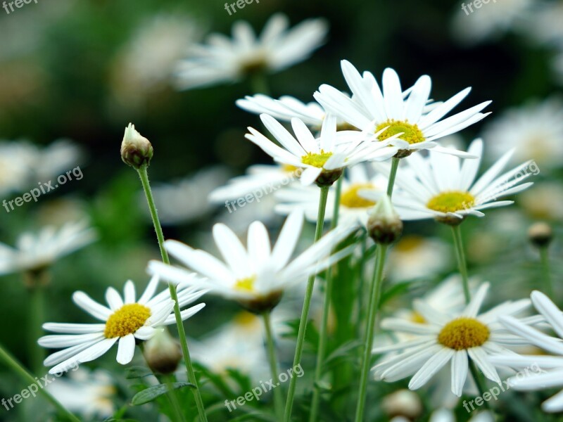 Daisy Flower Spring White Plants