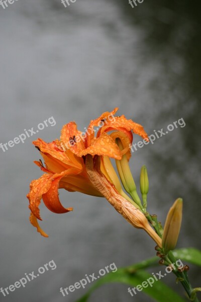 Lys Giverny Monet Impressionism Orange