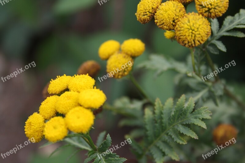 Flowers Blossom Bloom Yellow Nature