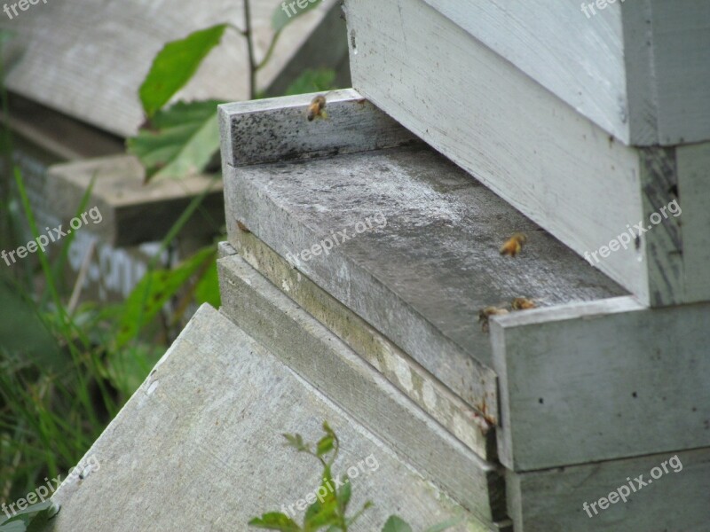 Beekeeping Bee Honey Beehive Agriculture