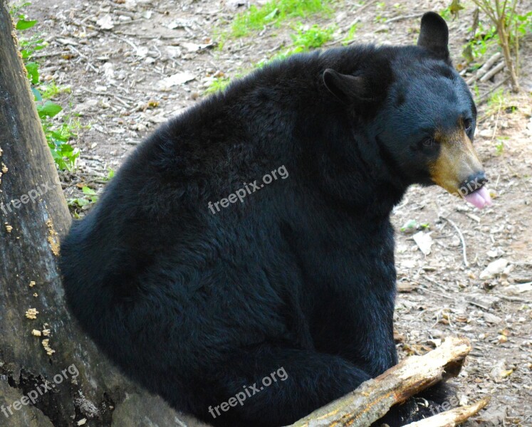 American Black Bear Bear Sitting Mammal Fur