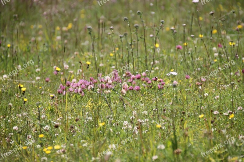 Flower Meadow Nature Herbs Summer Meadow