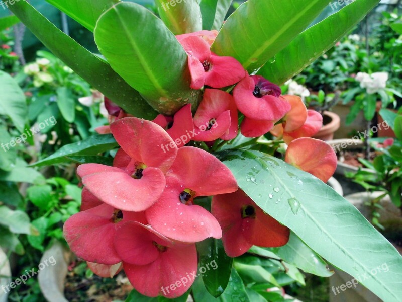 Red Euphorbia Milii Flowers Plant