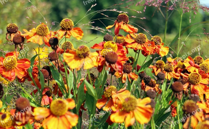 Flowers Coneflower Flower Yellow Orange