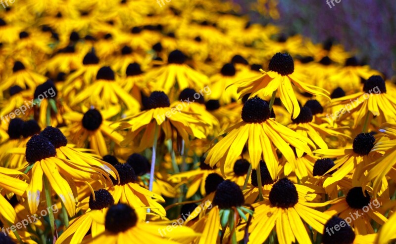 Flowers Coneflower Flower Yellow Bloom