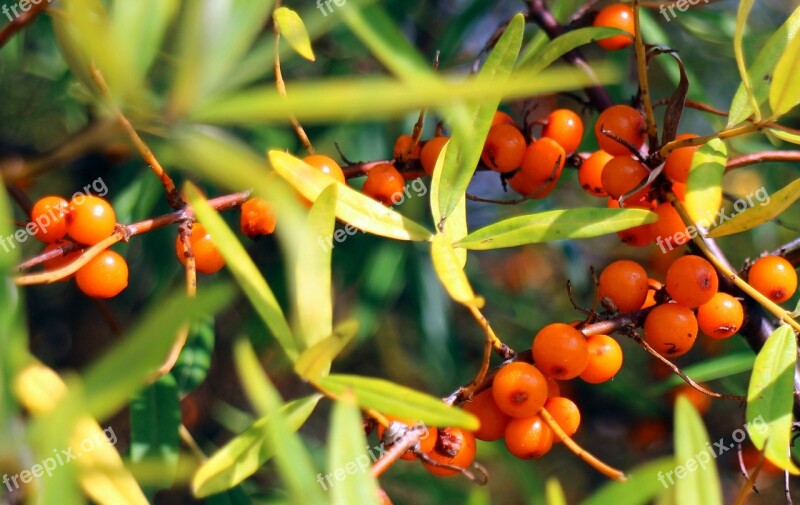 Sea Buckthorn Fruits Berries Orange Red