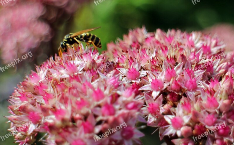 Flowers Stonecrop Big Fat Hen Green Pink