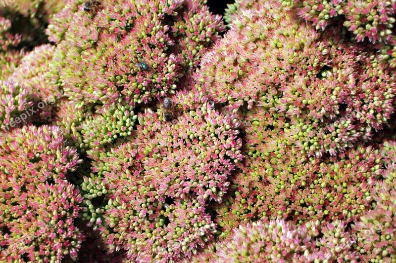 Flowers Stonecrop Big Fat Hen Green Pink