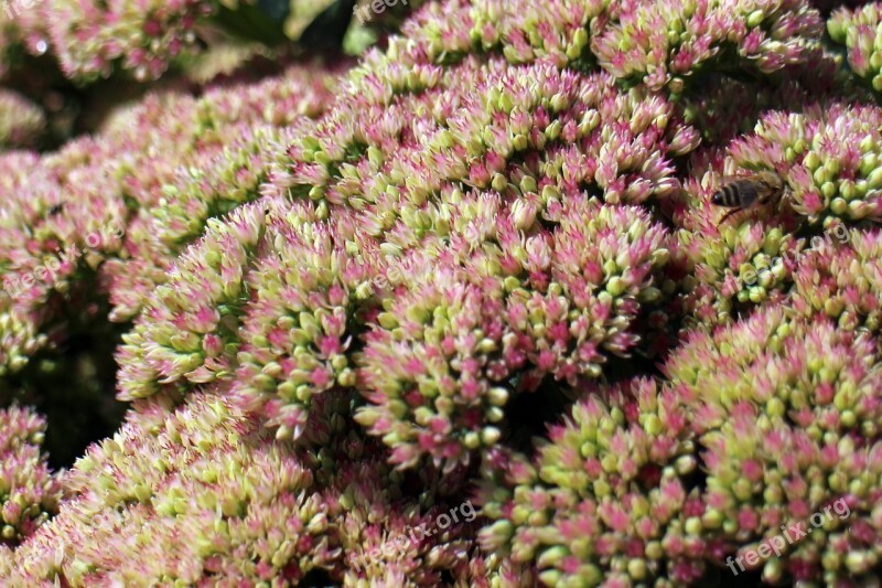 Background Flowers Stonecrop Big Fat Hen Green