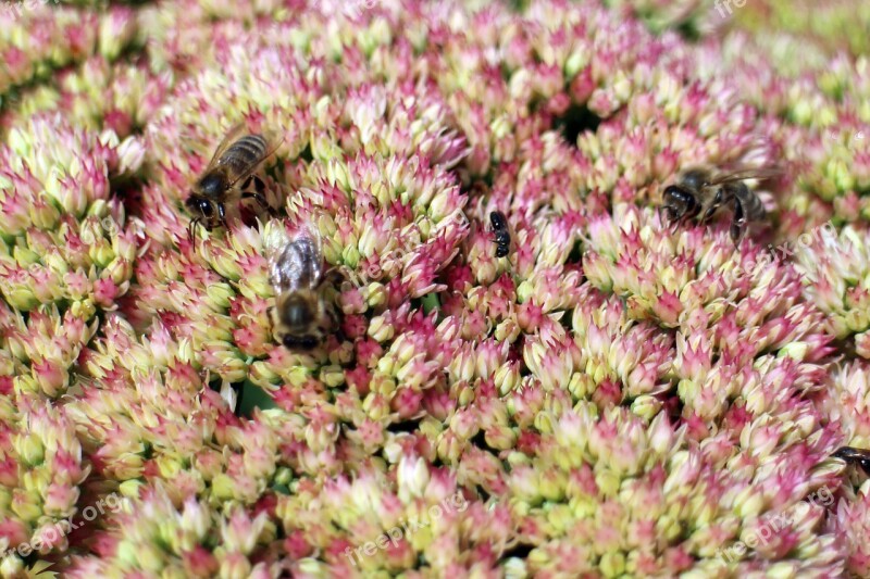 Background Flowers Stonecrop Big Fat Hen Green