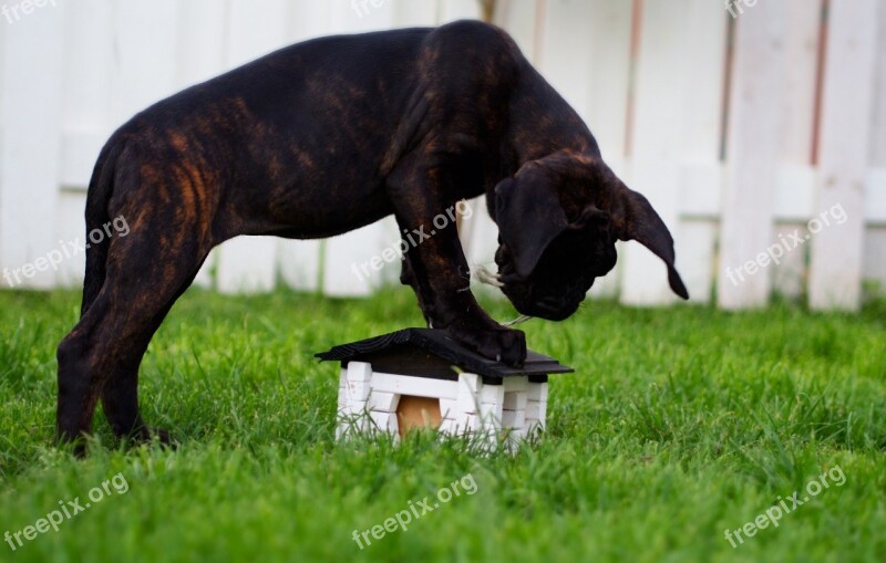 Puppy Dog Cane Corso Cute