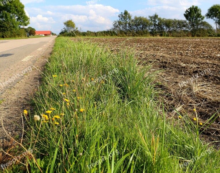 Road Country Go Grass Weeds