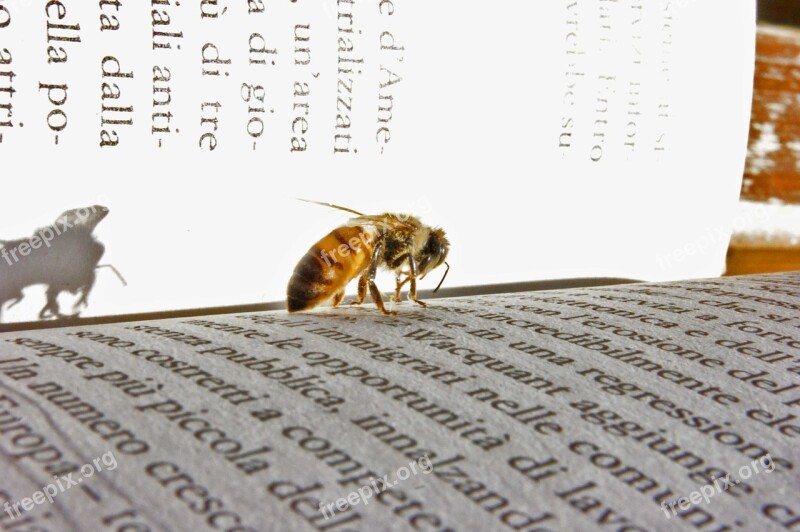 Bee Book Rifkin Free Photos