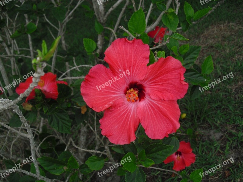 Hibiscus Red Flower Nature Blossom