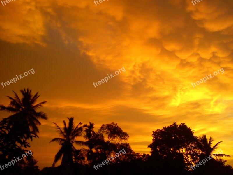 Evening Nature Sunshine Palm Trees Tropical