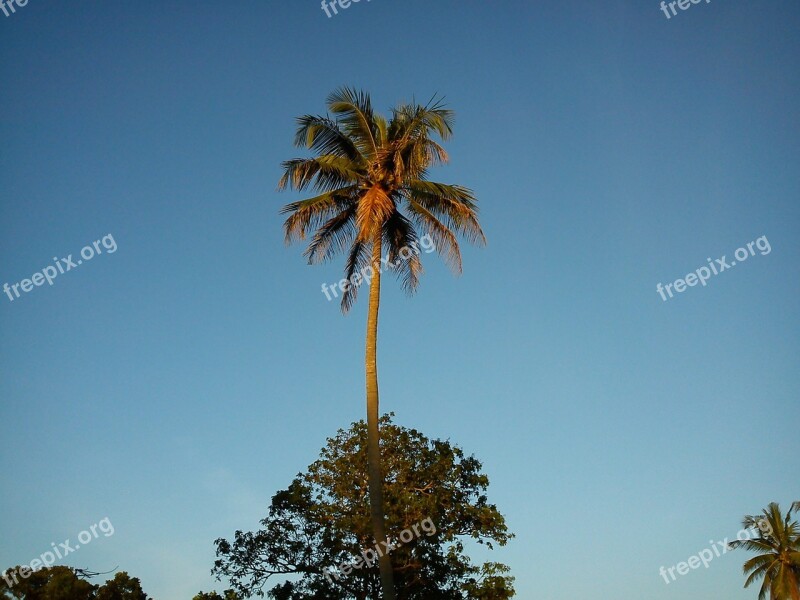 Coconut Tree Palm Palm Tree Nature Coconut