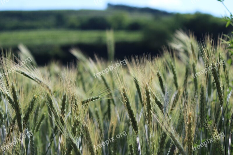 Cornfield Spike Wheat Grain Cereals