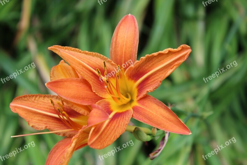 Daylily Lily Orange Yellow Flower