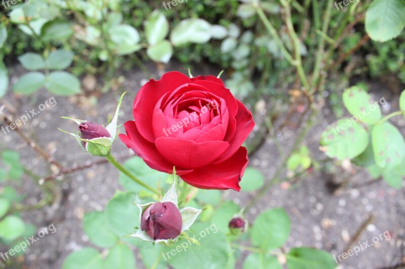 Rose Red Plant Flower Blossom