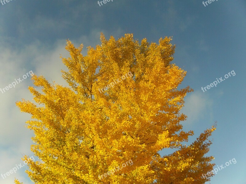 Autumn Golden Autumn Yellow Tree Leaves