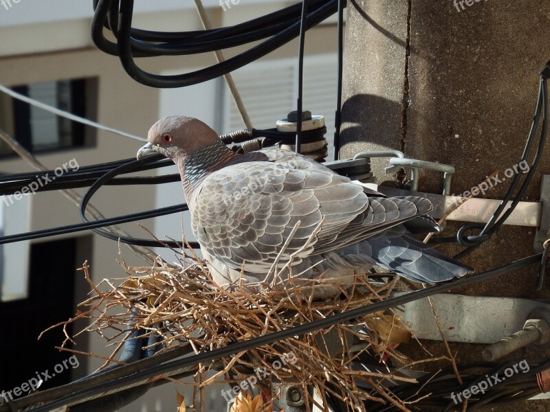 Bird Pigeon Pigeon Nest Birdie Dove