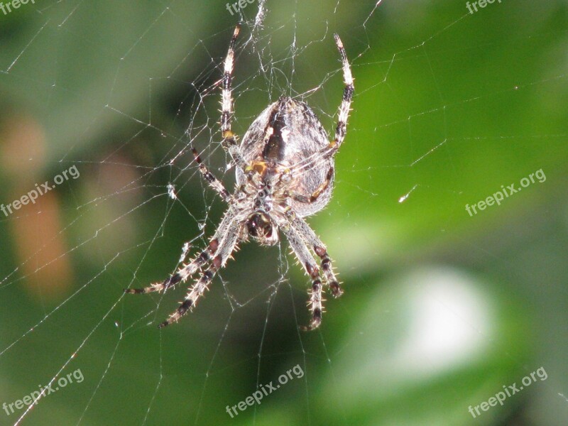 Spider Spider Body Creature Animal Animal World