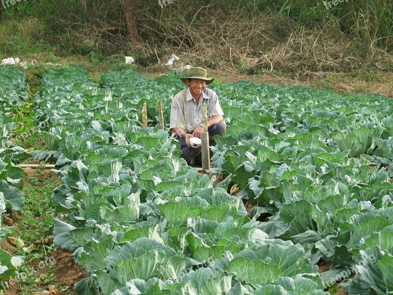 Farmer Harvesting Vegetables Cabbage Field