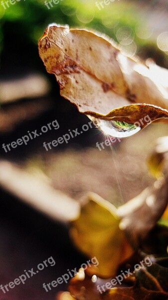 Drop Water Leaf Rain Nature