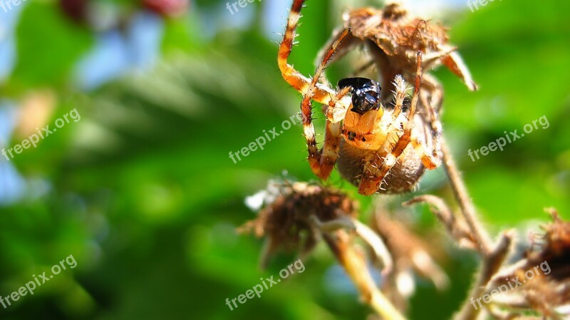 Spider Insect Macro Animal Green