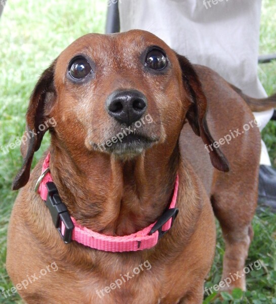 Dachshund Pet Dog Purebred Canine