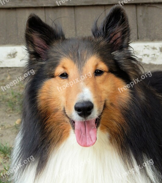 Shetland Sheepdog Dog Head Pet Animal