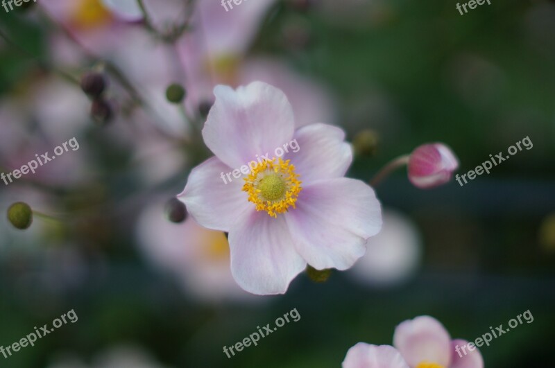 Flower Nature Plant Blossom Bloom