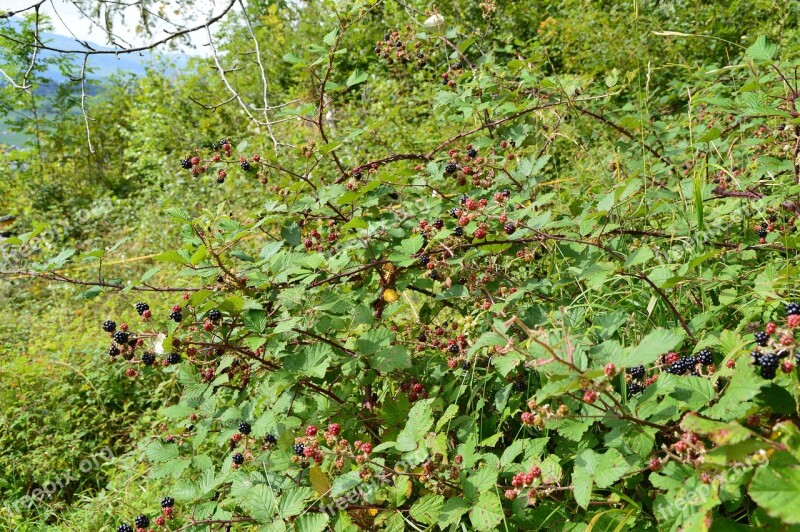 Blackberries Forest Nature Free Photos