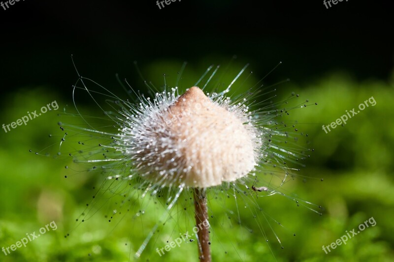 Hamid Mycena Mushroom Genus Fruiting Bodies Small