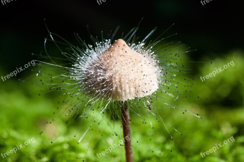 Hamid Mycena Mushroom Genus Fruiting Bodies Small