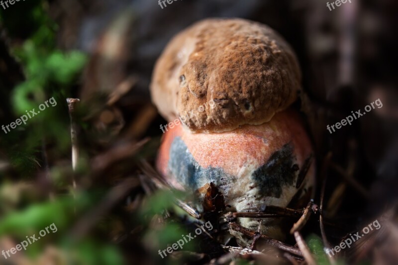 Witches Placidus Young Fresh Mushroom Schusterpilz