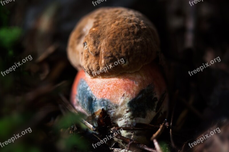 Witches Placidus Young Fresh Mushroom Schusterpilz