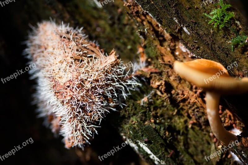 Mushrooms Tree Stump Prickly Break Up Screen