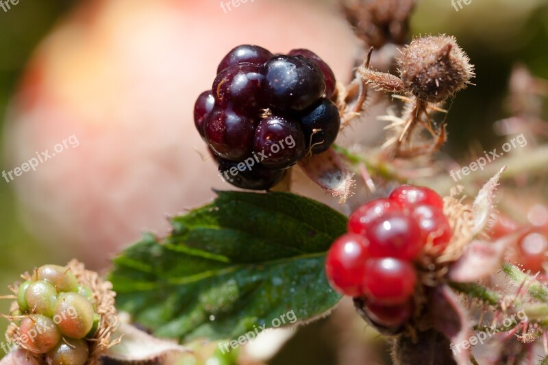 Blackberries Rubus Sectio Rubus Wildwachsend Genus Fruits