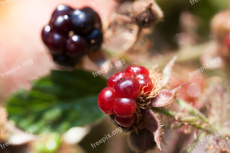 Blackberries Rubus Sectio Rubus Wildwachsend Genus Fruits