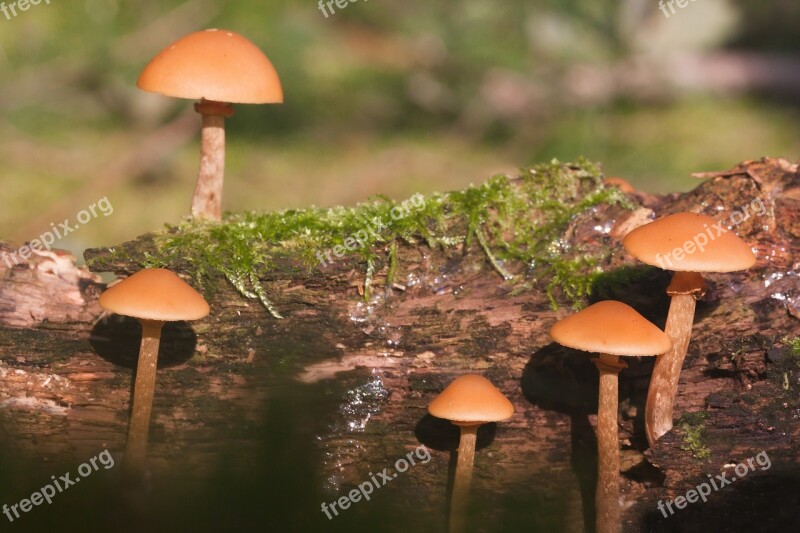 Nameko Pholiota Mutabilis Honey Yellow Screen Ring-like Skin