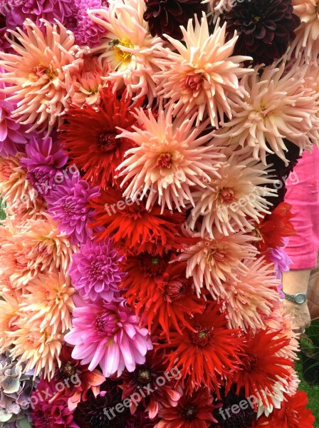 Dahlia Summer Flower Nodule Free Photos